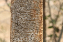 Hymenodictyon orixense